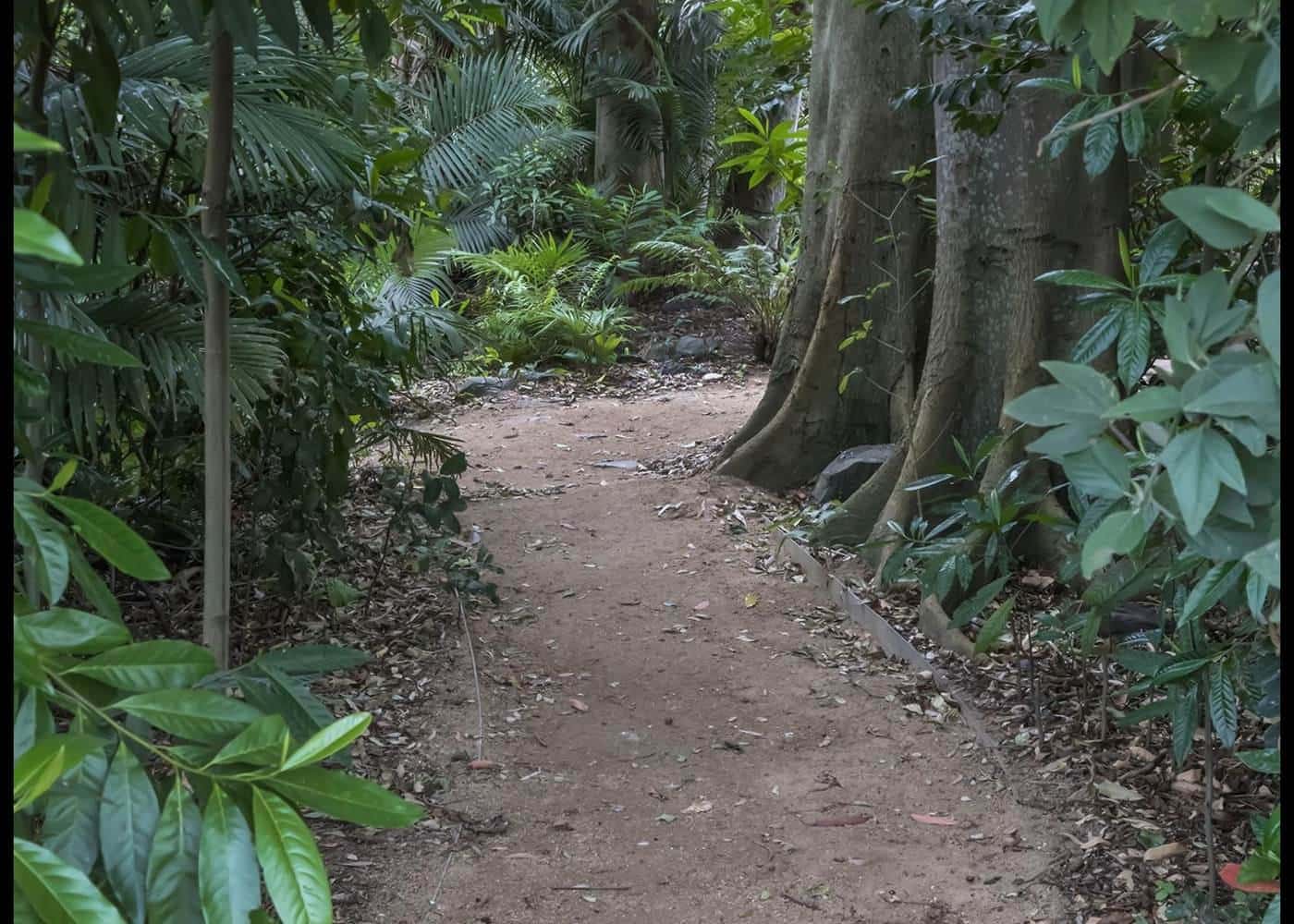 A garden path through Redcliffe Botanic Gardens in Queensland